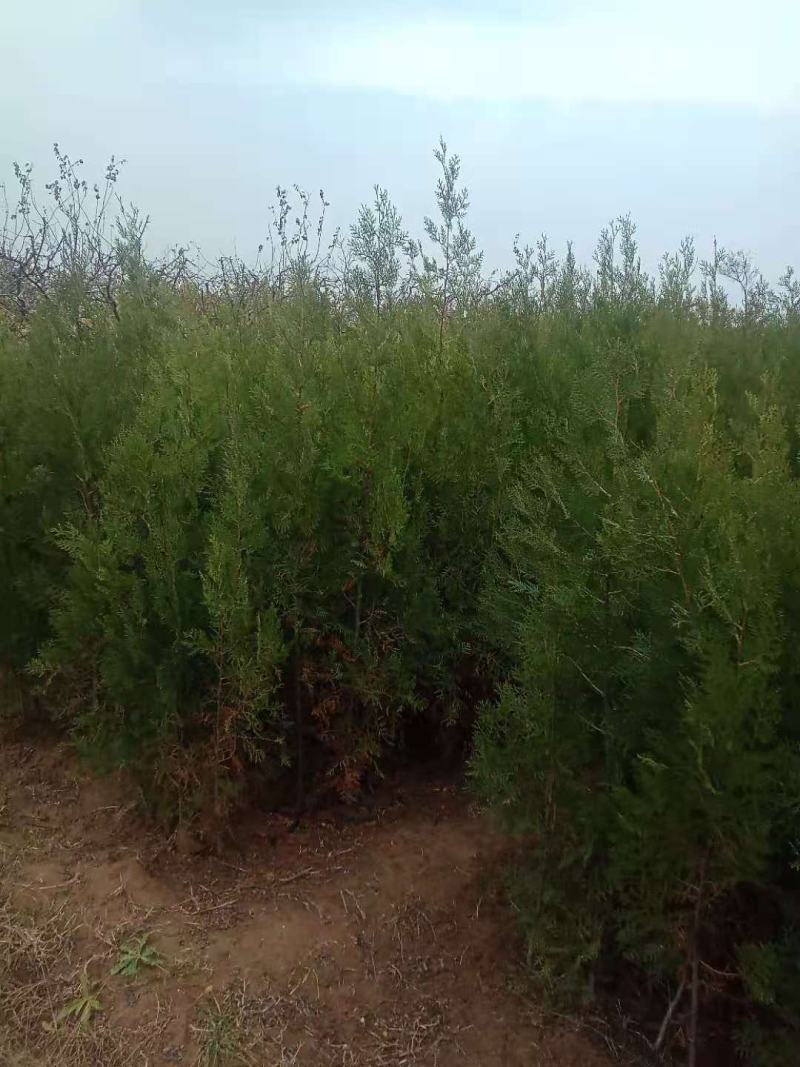 侧柏营养杯侧柏一米侧柏二米侧柏精品营养杯侧柏