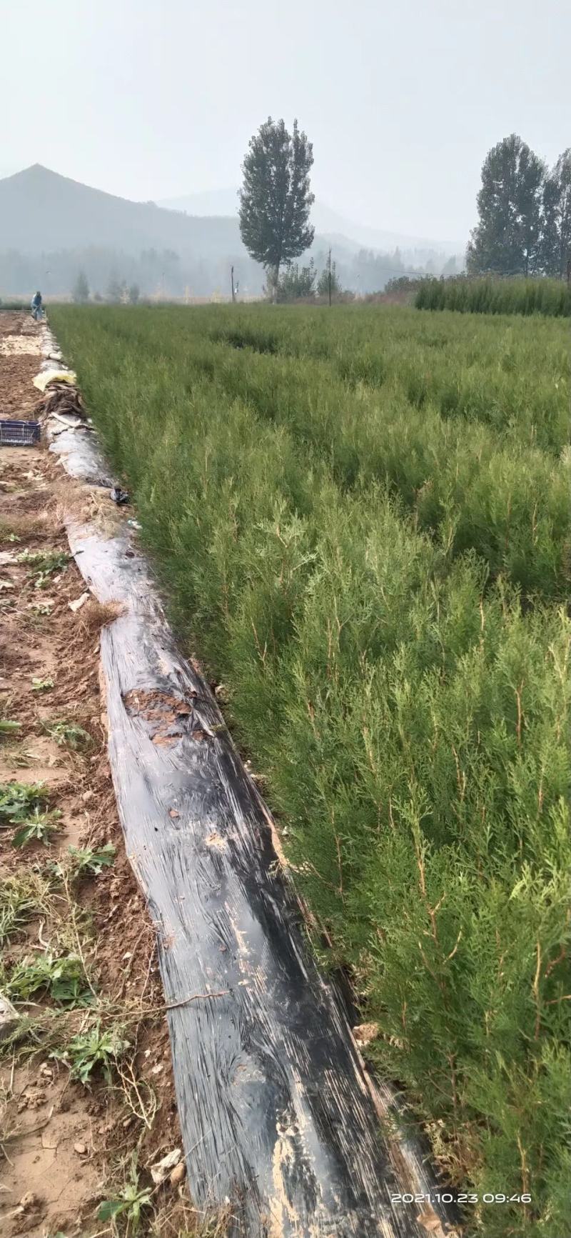 侧柏营养杯侧柏一米侧柏二米侧柏精品营养杯侧柏