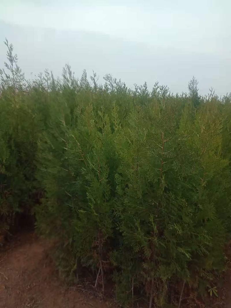 侧柏营养杯侧柏一米侧柏二米侧柏精品营养杯侧柏