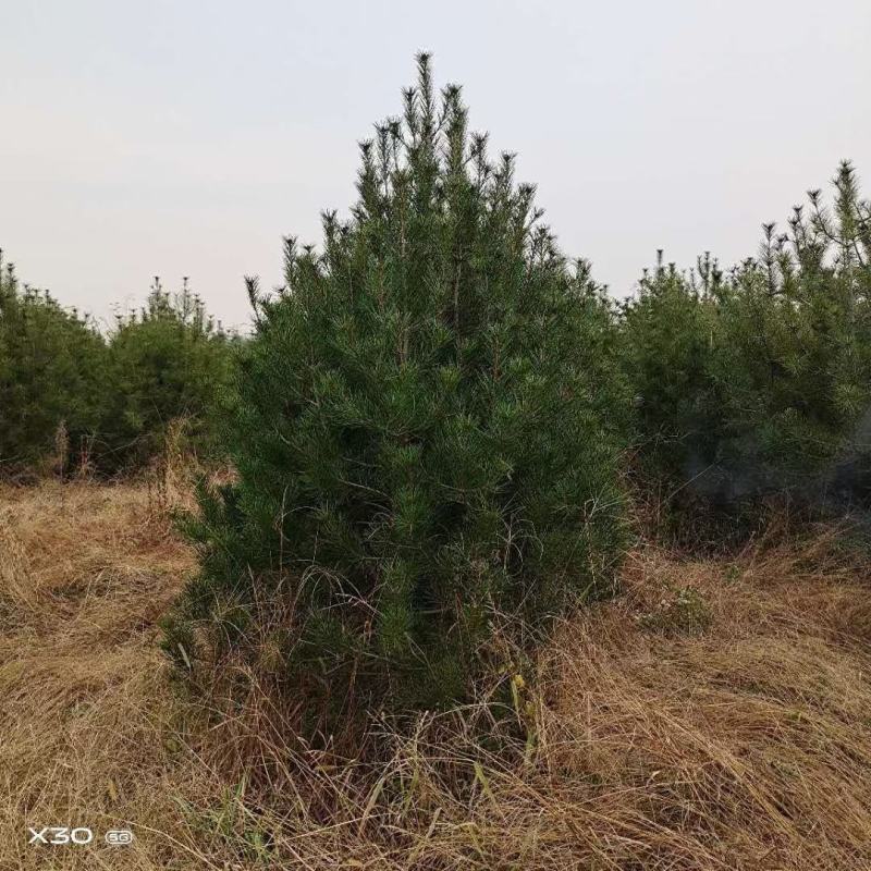侧柏营养杯侧柏一米侧柏二米侧柏精品营养杯侧柏