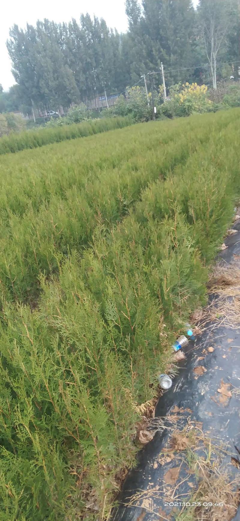 侧柏营养杯侧柏一米侧柏二米侧柏精品营养杯侧柏