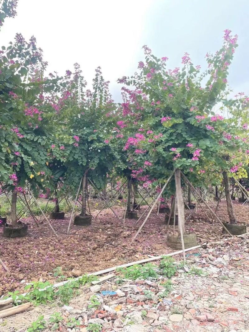 红花紫荆基地大量现货供应，欢迎各位客户咨询