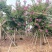 红花紫荆基地大量现货供应，欢迎各位客户咨询