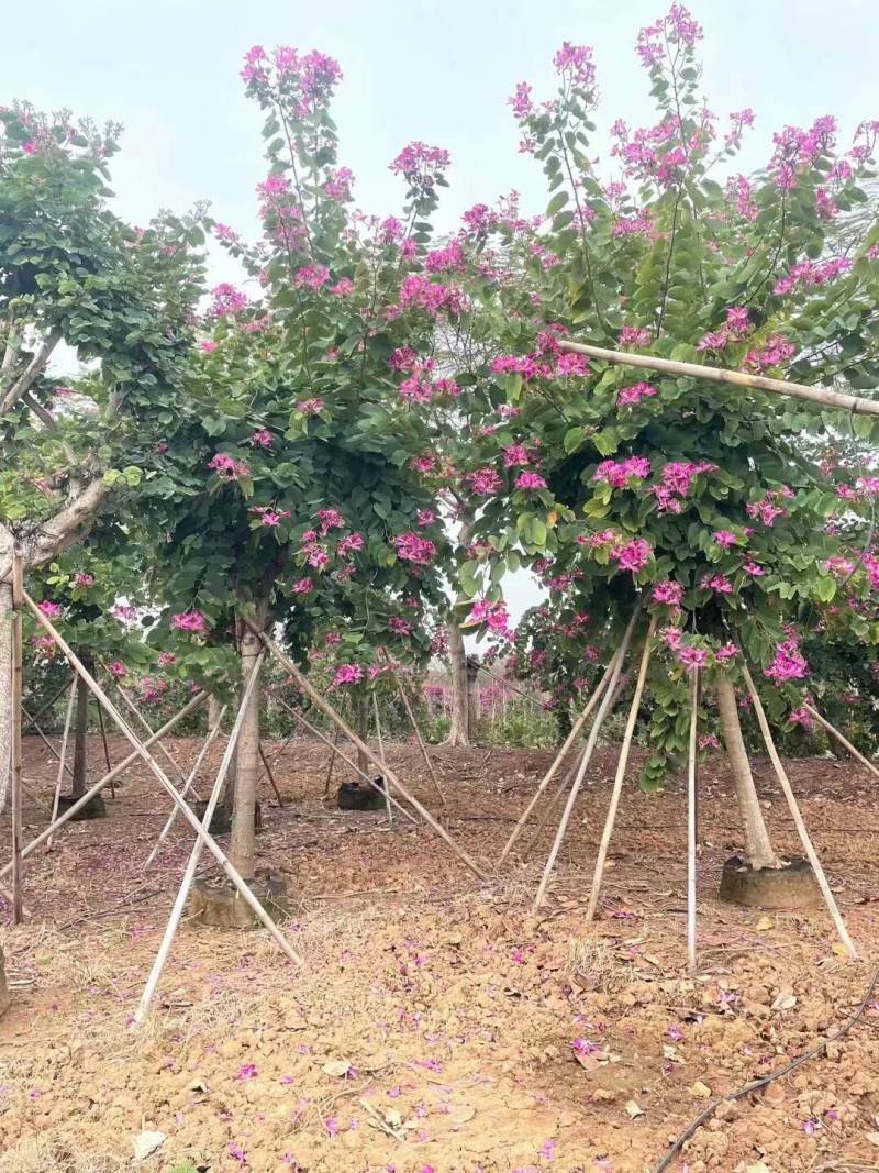 红花紫荆基地大量现货供应，欢迎各位客户咨询