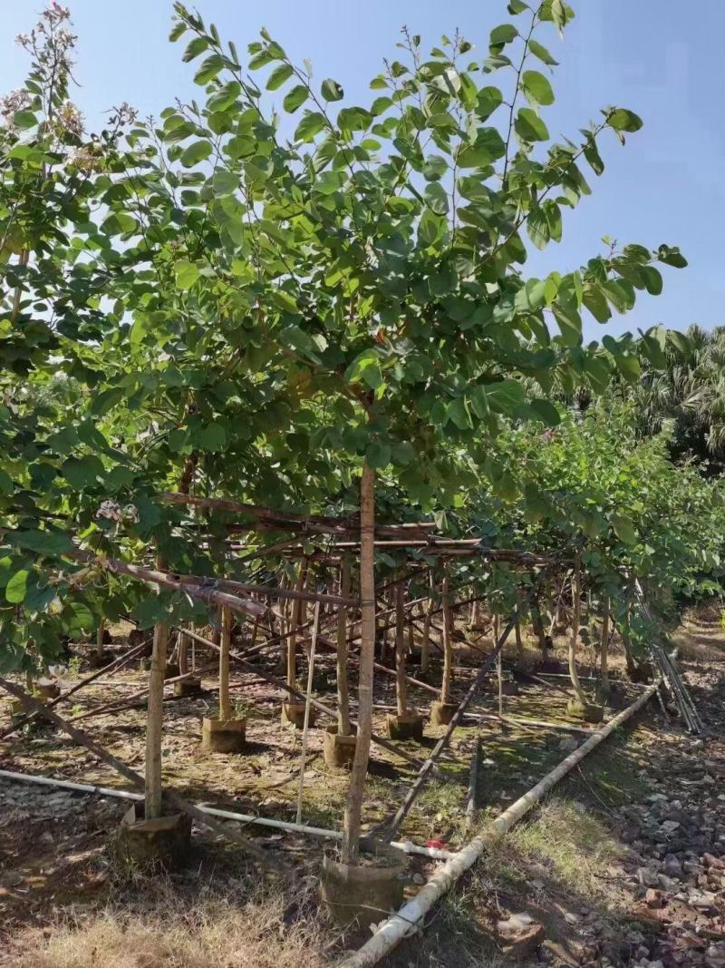 红花紫荆基地大量现货供应，欢迎各位客户咨询