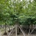 红花紫荆基地大量现货供应，欢迎各位客户咨询