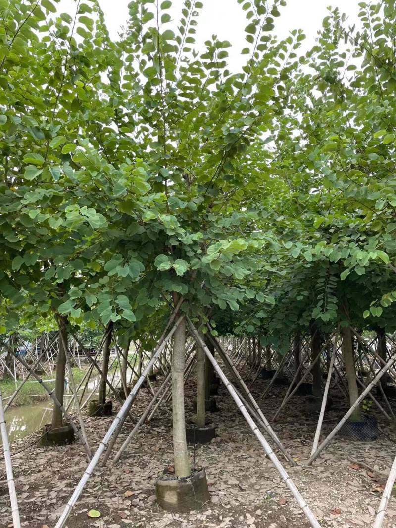 红花紫荆基地大量现货供应，欢迎各位客户咨询