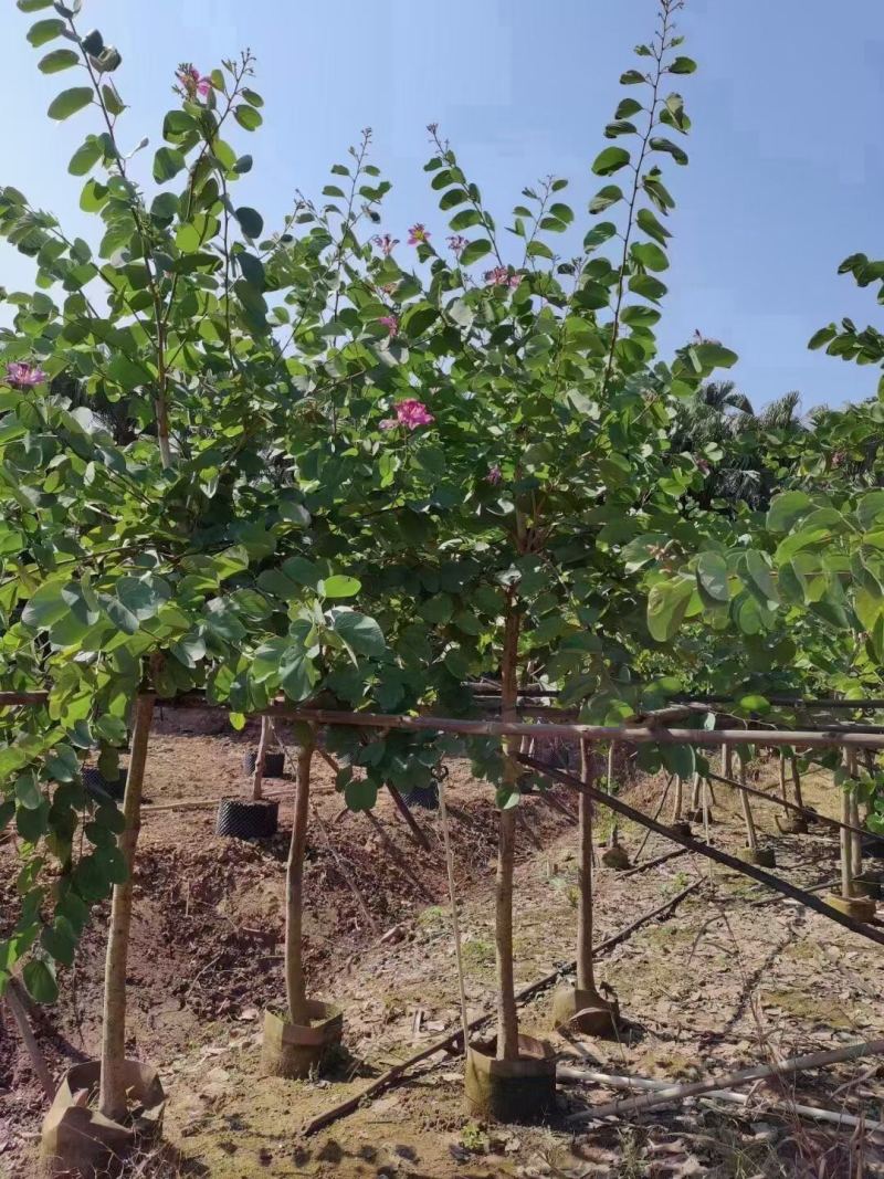 红花紫荆基地大量现货供应，欢迎各位客户咨询