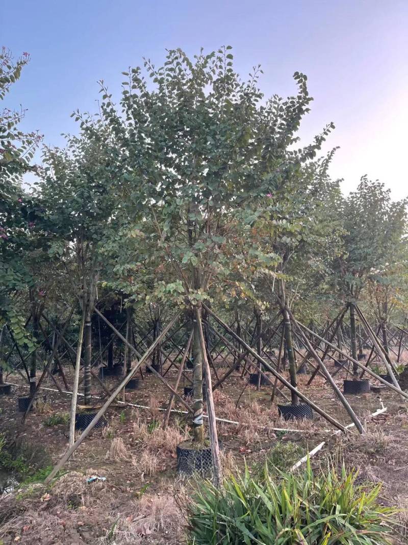 红花紫荆基地大量现货供应，欢迎各位客户咨询