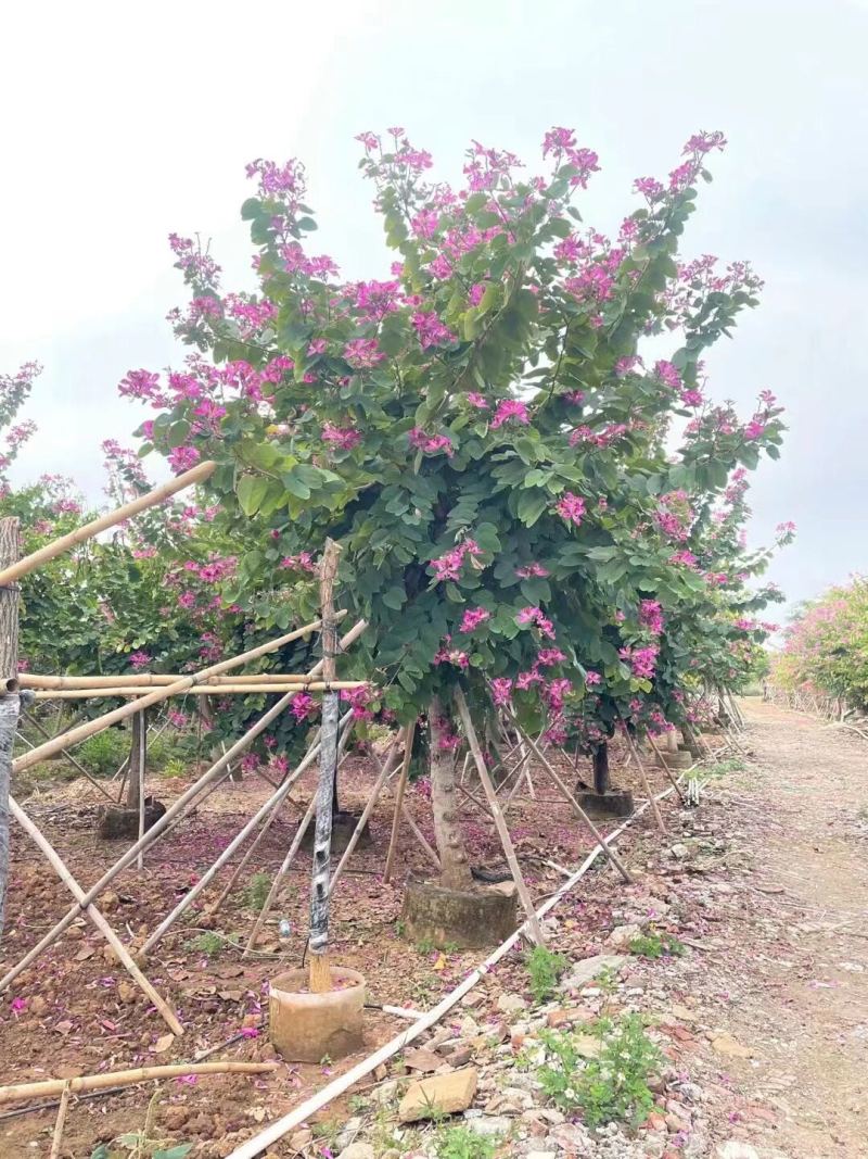 红花紫荆基地大量现货供应，欢迎各位客户咨询