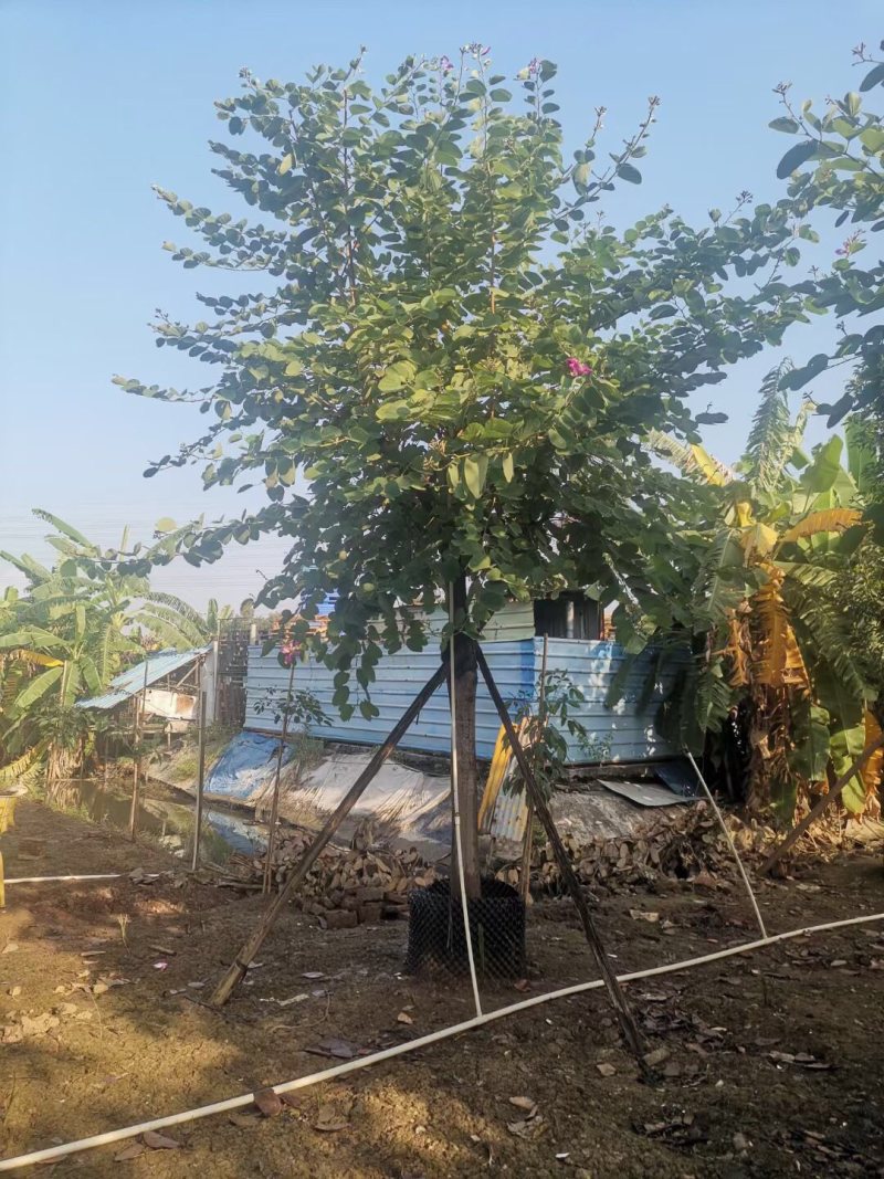 红花紫荆基地大量现货供应，欢迎各位客户咨询
