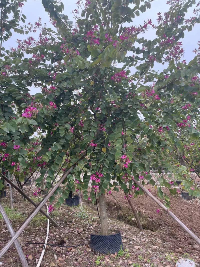 红花紫荆基地大量现货供应，欢迎各位客户咨询