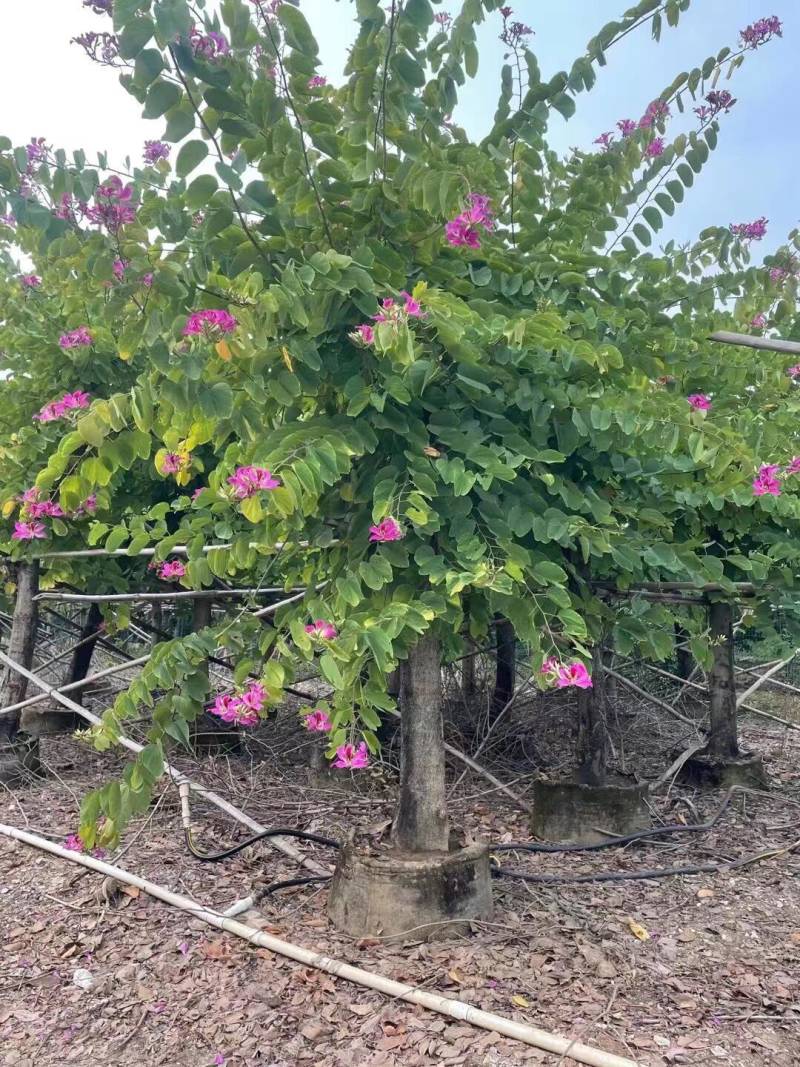 红花紫荆基地大量现货供应，欢迎各位客户咨询