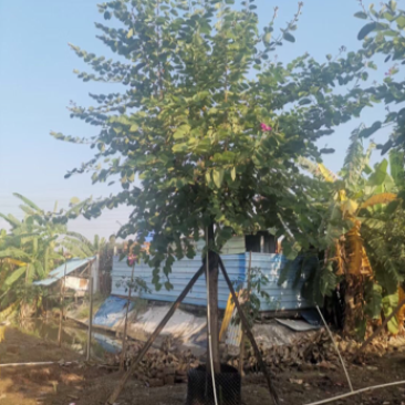 红花紫荆基地大量现货供应，欢迎各位客户咨询