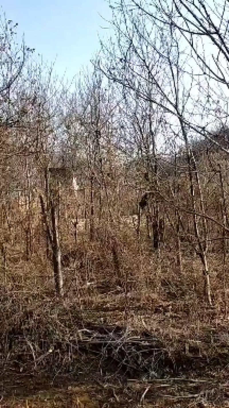 自家种植嫁接樱桃树，质优价廉，欢迎咨询