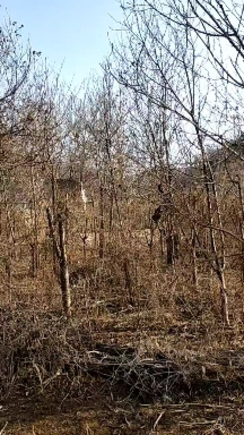 自家种植嫁接樱桃树，质优价廉，欢迎咨询