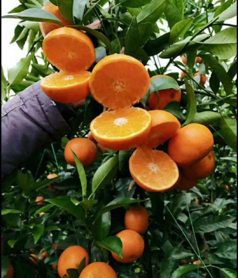 广西沃柑皮薄汁多味甜多汁化渣一件代发电商出口产地直供
