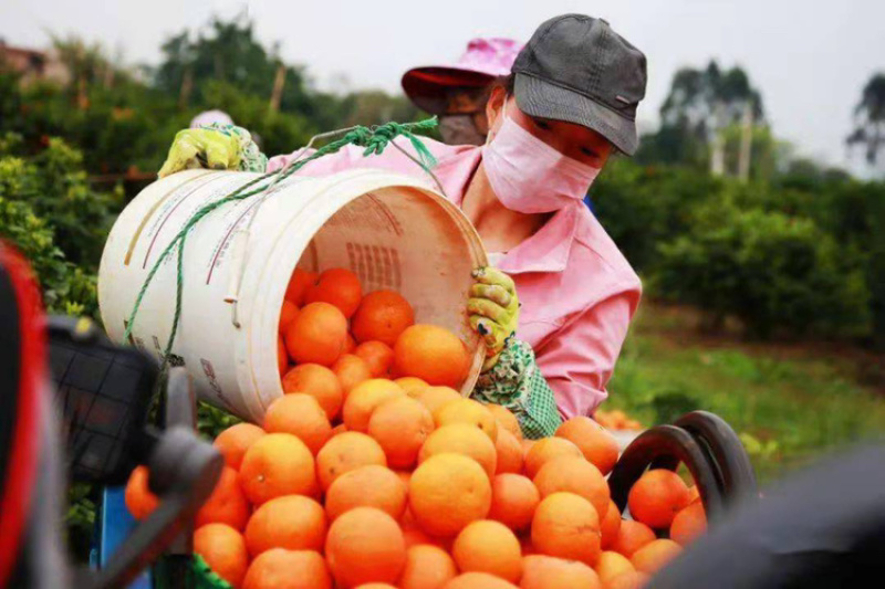 广西沃柑皮薄汁多味甜多汁化渣一件代发电商出口产地直供
