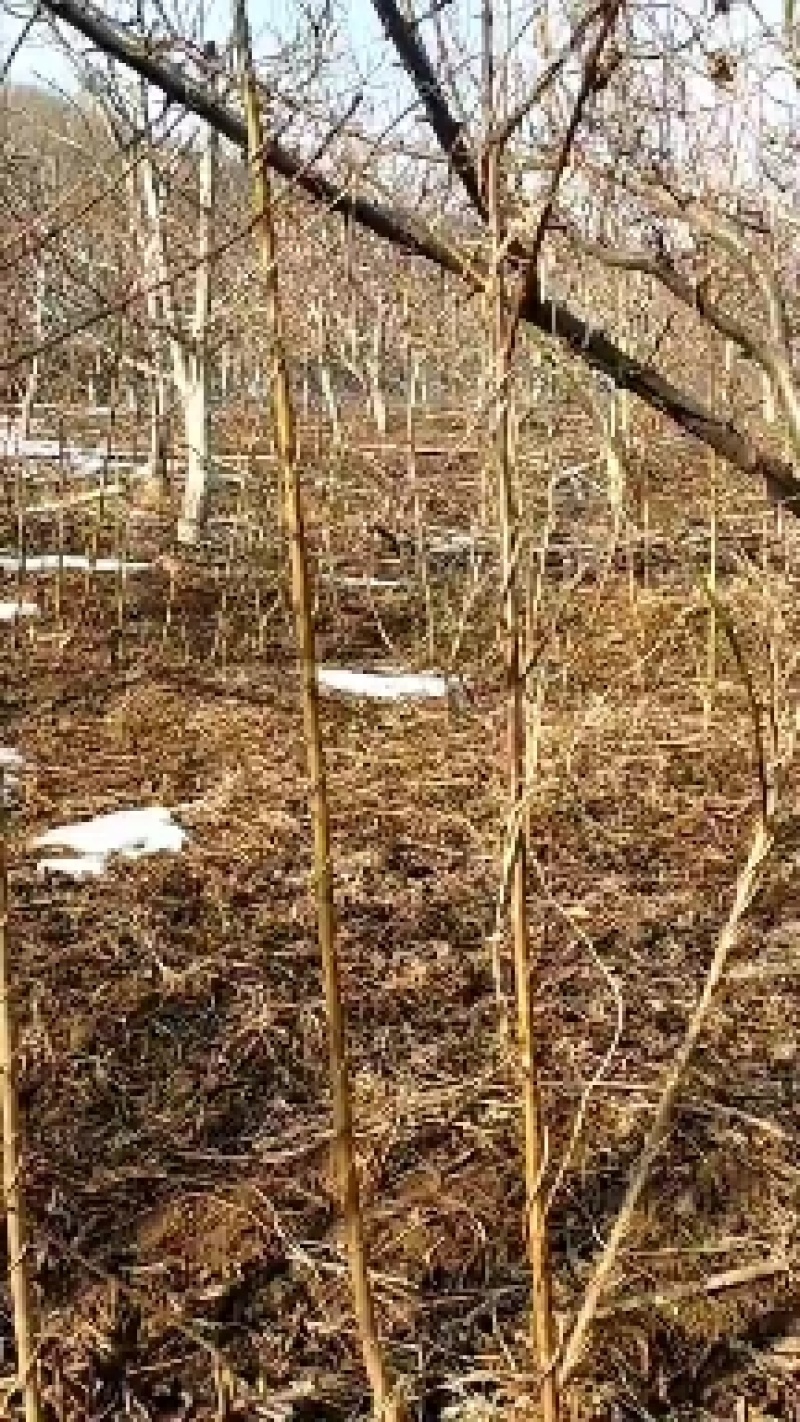 自家种植嫁接优质桃树苗，品种纯