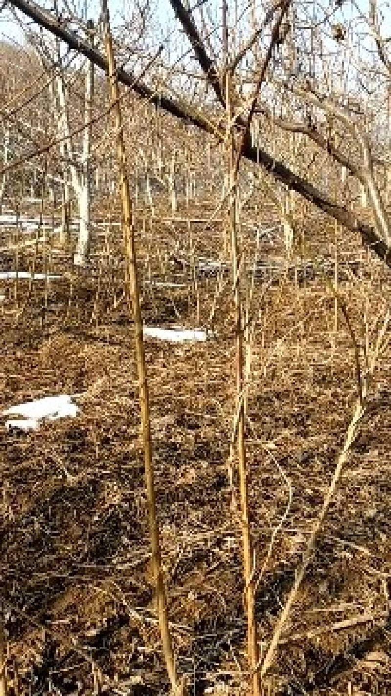 自家种植嫁接优质桃树苗，品种纯