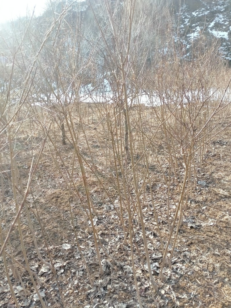 自家种植嫁接优质桃树苗，品种纯