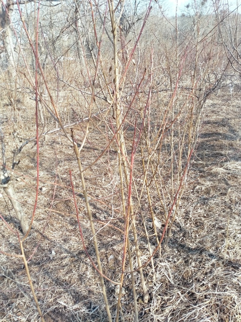自家种植嫁接优质桃树苗，品种纯
