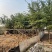 宫粉紫荆基地大量现货供应，欢迎各位客户咨询
