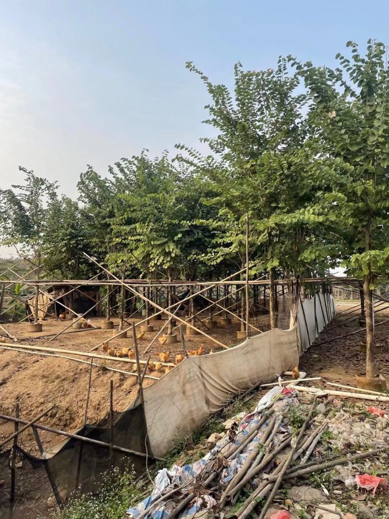 宫粉紫荆基地大量现货供应，欢迎各位客户咨询