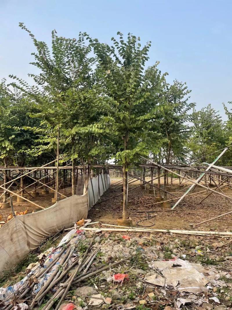 宫粉紫荆基地大量现货供应，欢迎各位客户咨询