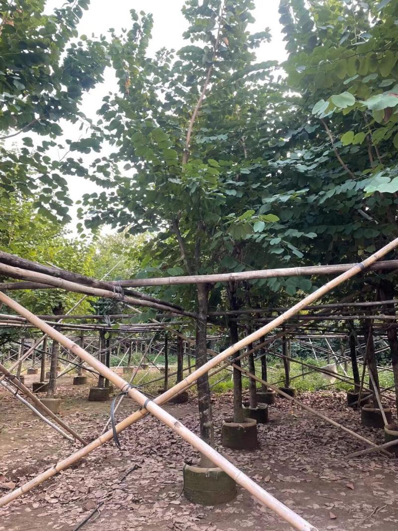 宫粉紫荆基地大量现货供应，欢迎各位客户咨询