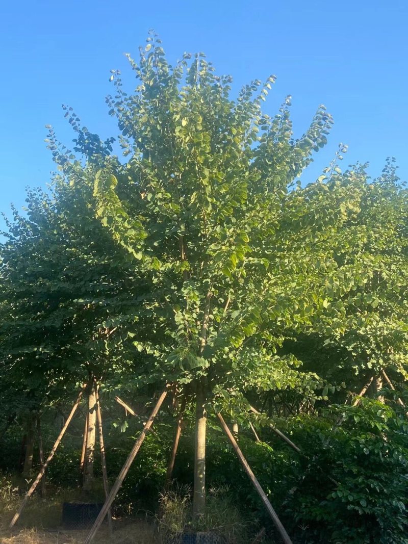宫粉紫荆基地大量现货供应，欢迎各位客户咨询