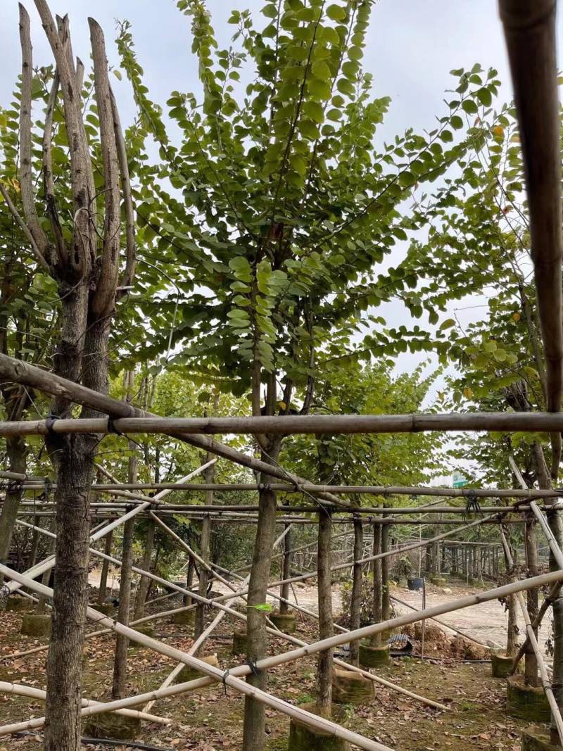 宫粉紫荆基地大量现货供应，欢迎各位客户咨询
