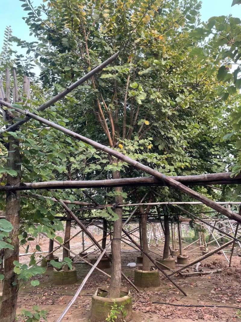 宫粉紫荆基地大量现货供应，欢迎各位客户咨询