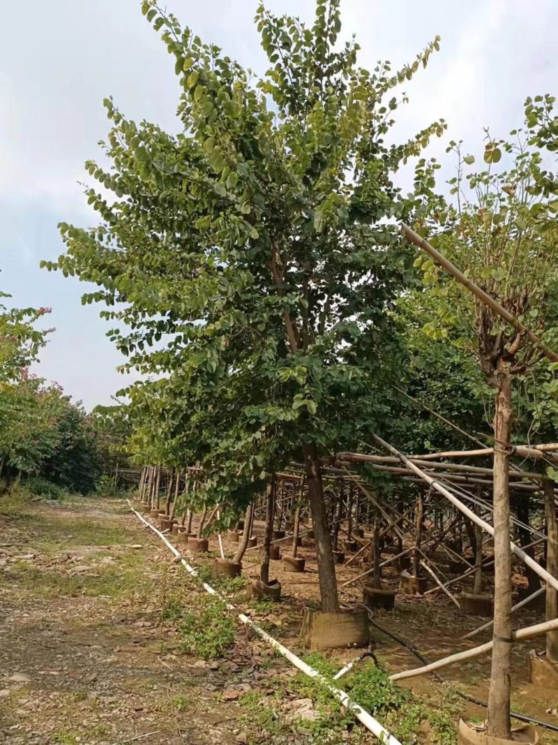 宫粉紫荆基地大量现货供应，欢迎各位客户咨询
