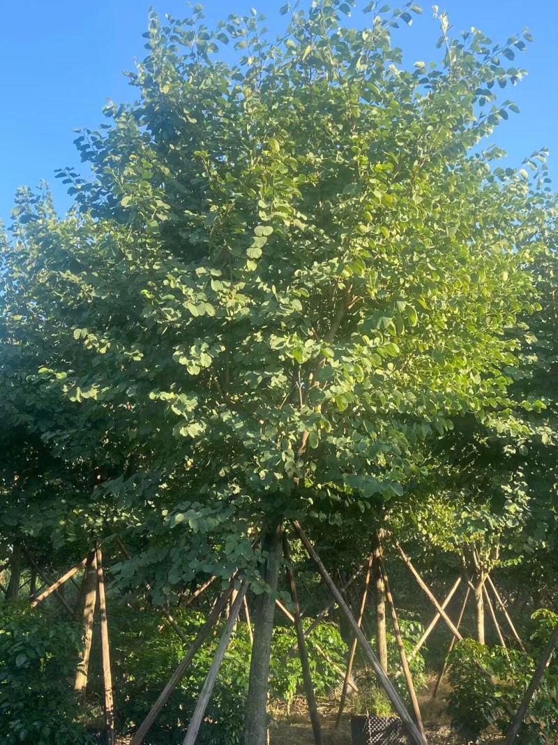宫粉紫荆基地大量现货供应，欢迎各位客户咨询