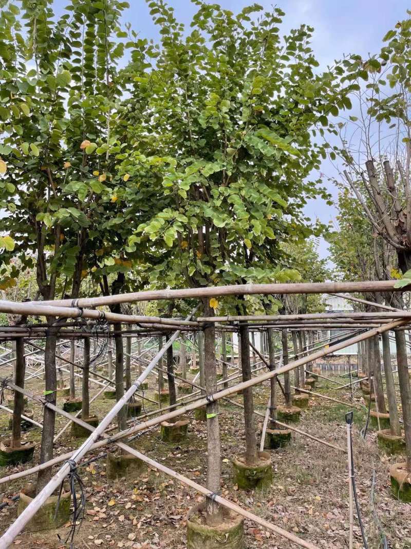 宫粉紫荆基地大量现货供应，欢迎各位客户咨询
