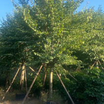 宫粉紫荆基地大量现货供应，欢迎各位客户咨询
