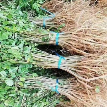 紫穗槐小苗50-60至80公分裸根苗货量充足护坡用苗
