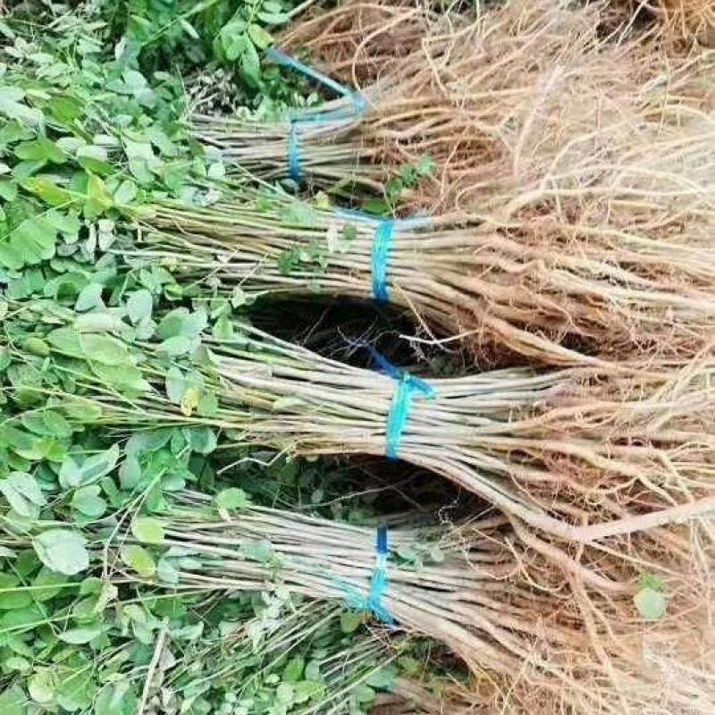 紫穗槐小苗50-60至80公分裸根苗货量充足护坡用苗