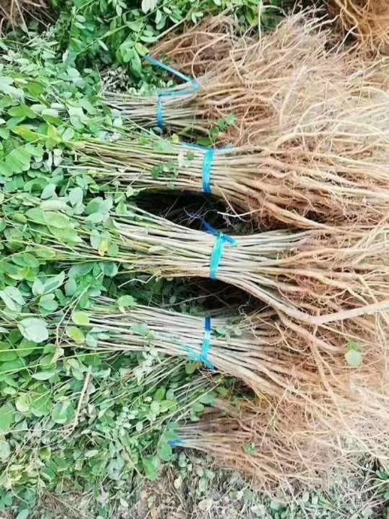 紫穗槐小苗50-60至80公分裸根苗货量充足护坡用苗