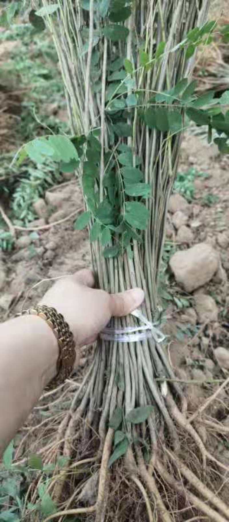 紫穗槐小苗50-60至80公分裸根苗货量充足护坡用苗