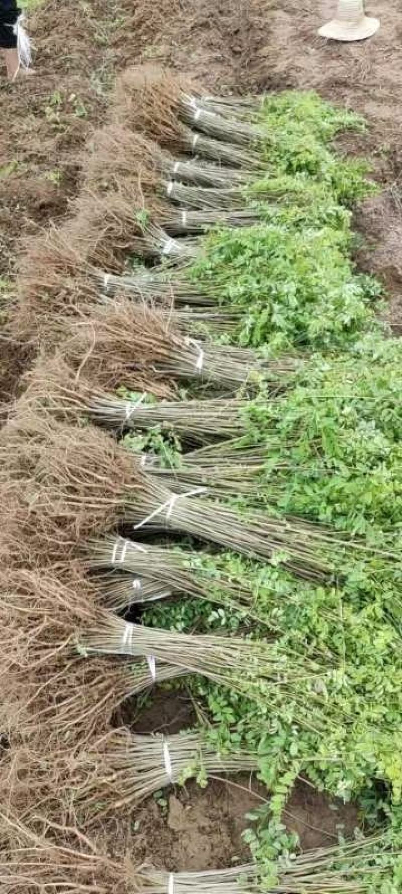 紫穗槐小苗50-60至80公分裸根苗货量充足护坡用苗