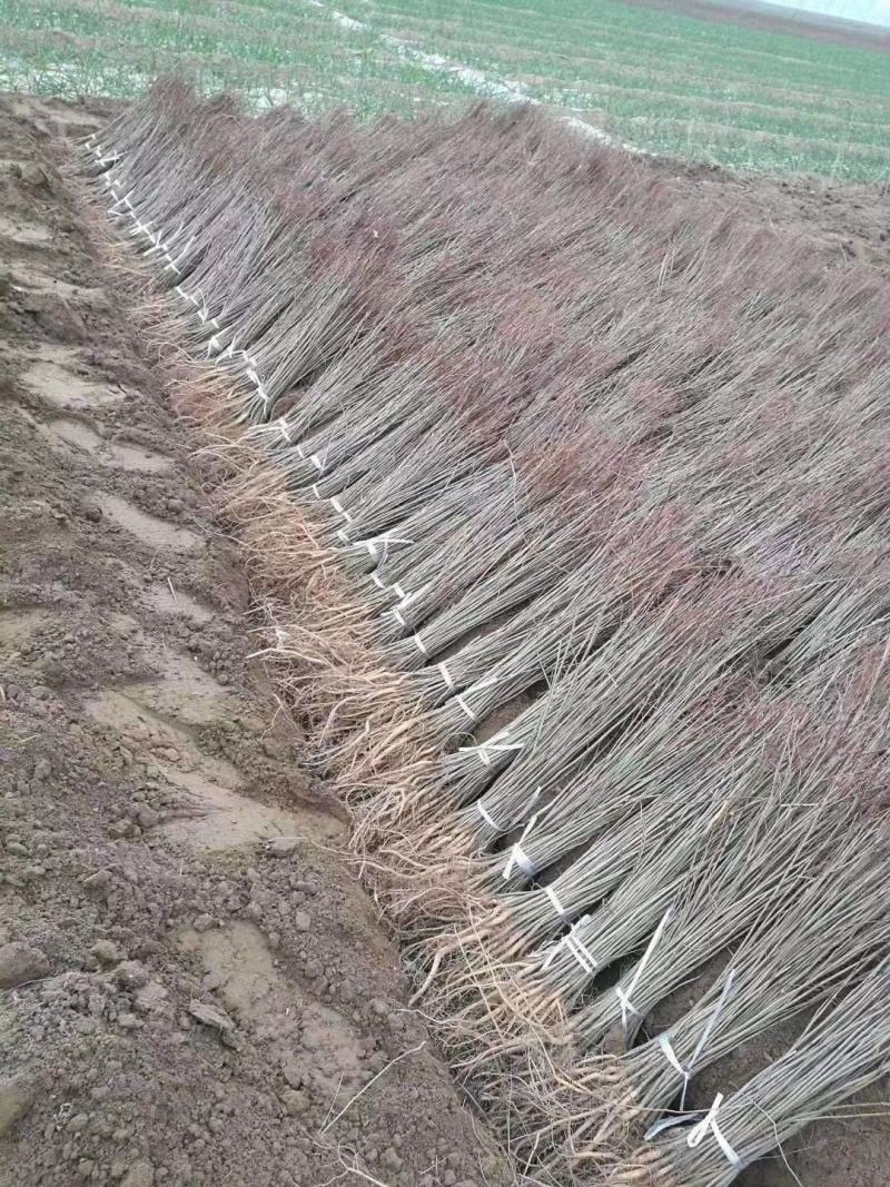紫穗槐小苗50-60至80公分裸根苗货量充足护坡用苗