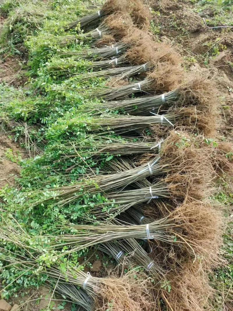 紫穗槐小苗50-60至80公分裸根苗货量充足护坡用苗