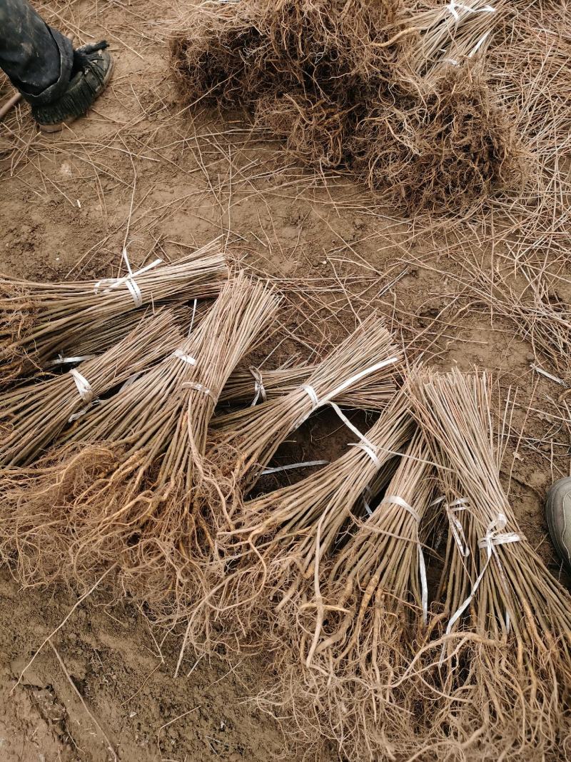 紫穗槐小苗50-60至80公分裸根苗货量充足护坡用苗