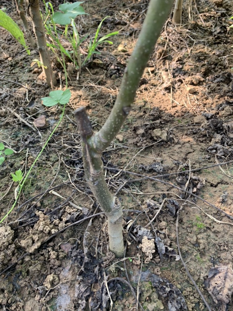 核桃苗成品树规格齐全基地直发量大从优