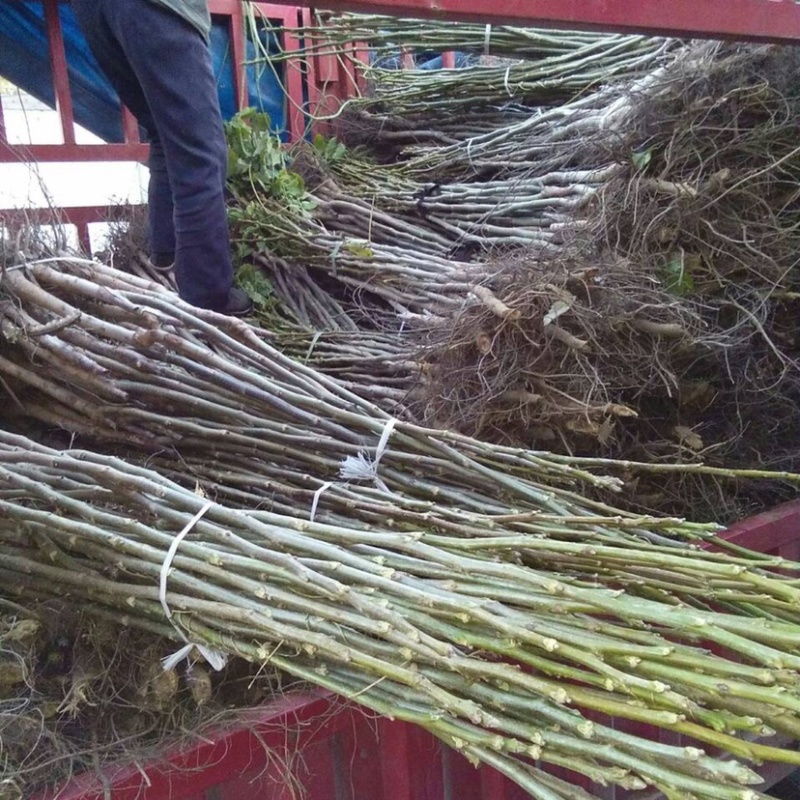 核桃苗成品树规格齐全基地直发量大从优