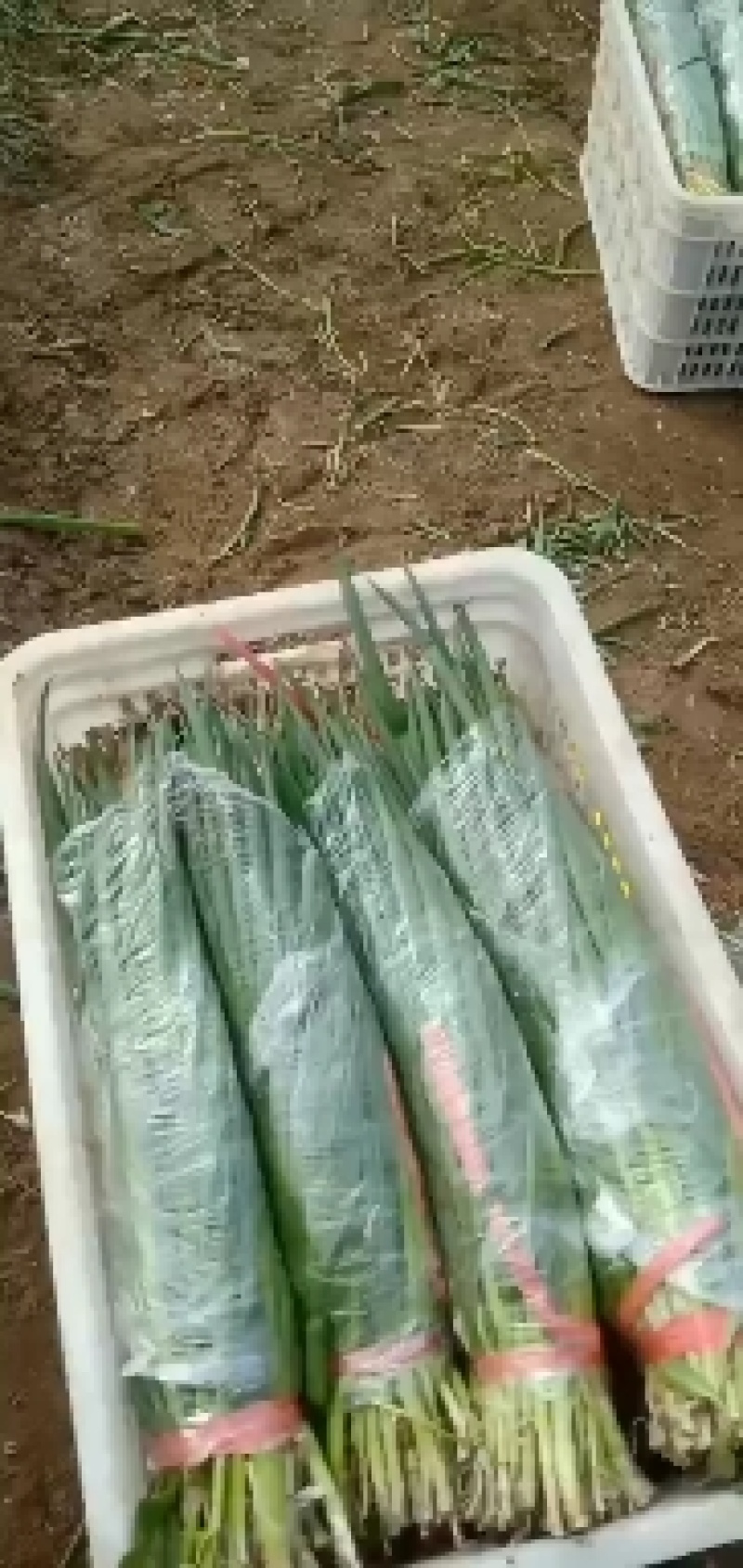 精品小葱