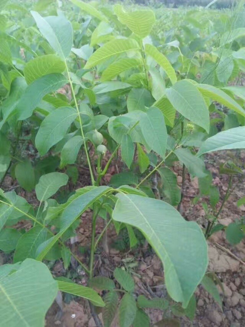 核桃苗