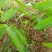 核桃苗